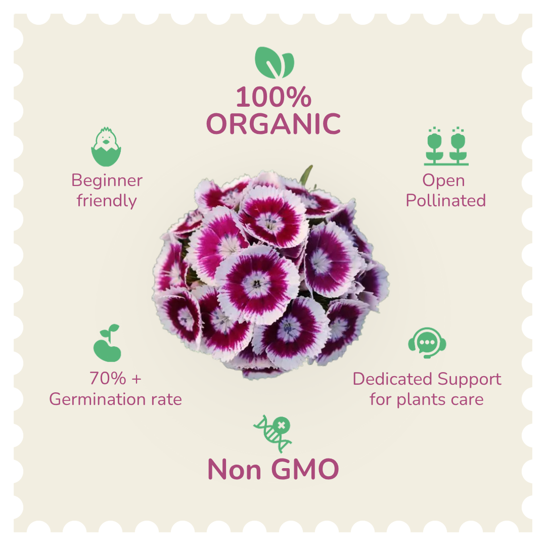 Organic Sweet William Seeds