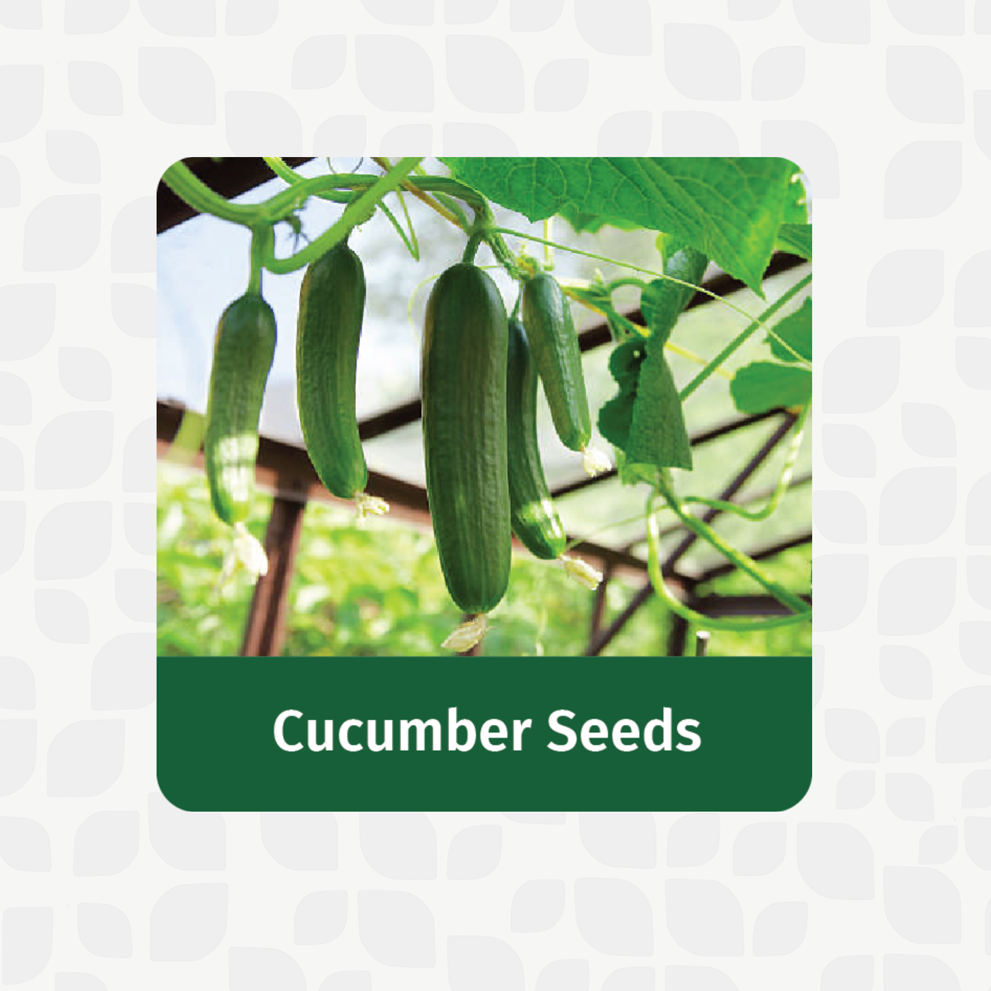 Valar Cucumber Seeds 🥒 | Non-GMO, Cool & Crisp | Raita-Ready in 50 Days!