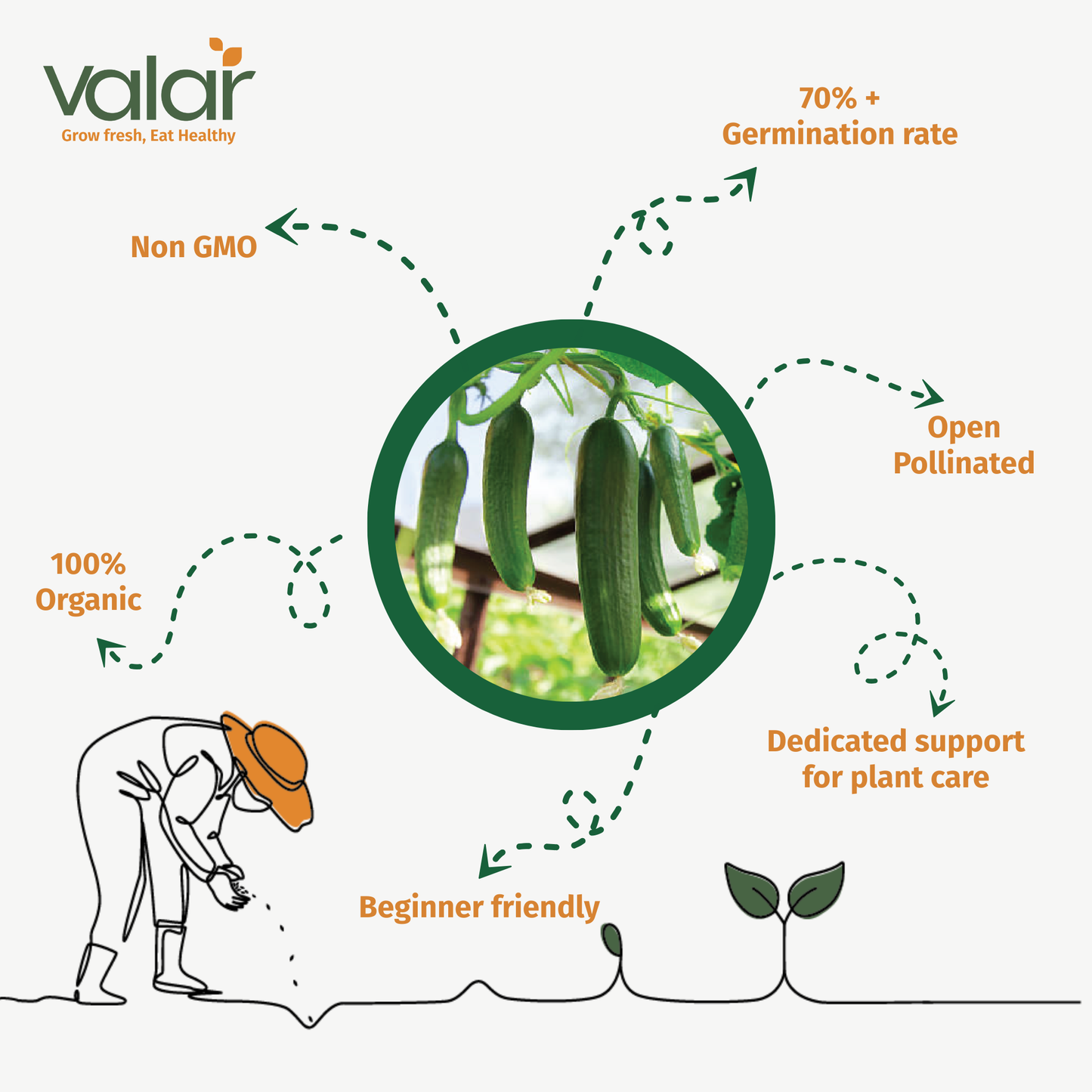 Valar Cucumber Seeds 🥒 | Non-GMO, Cool & Crisp | Raita-Ready in 50 Days!