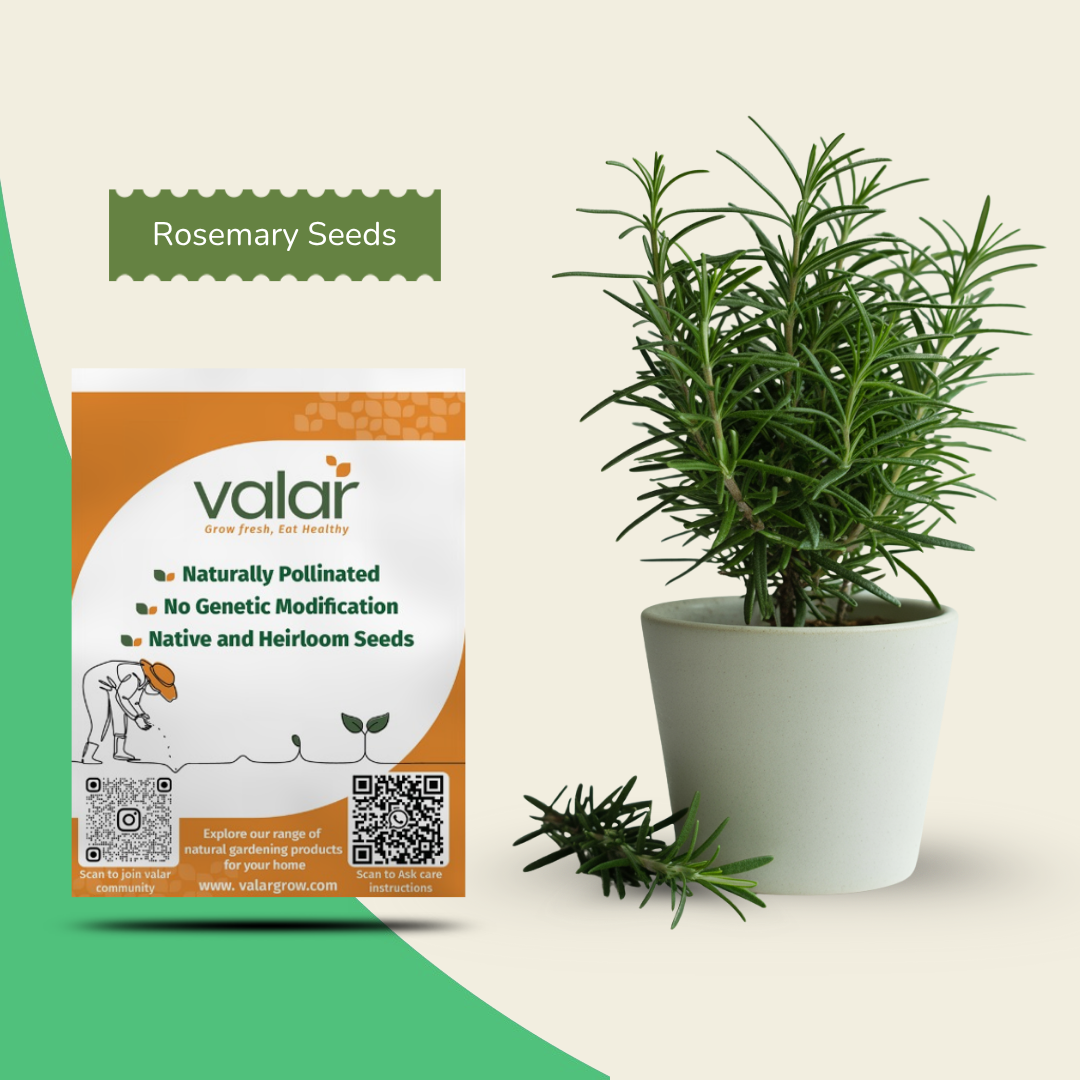 Organic Rosemary Seeds