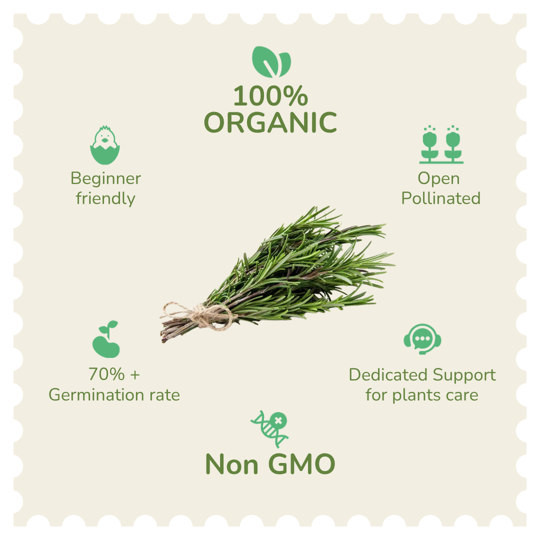 Organic Rosemary Seeds
