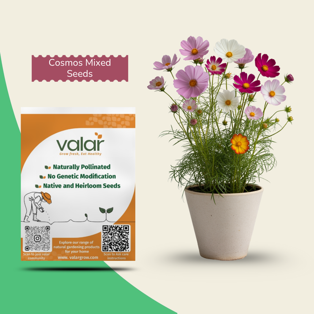 Organic Cosmos Mixed Seeds