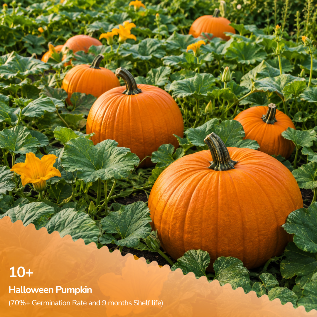 Organic Halloween Pumpkin Seeds