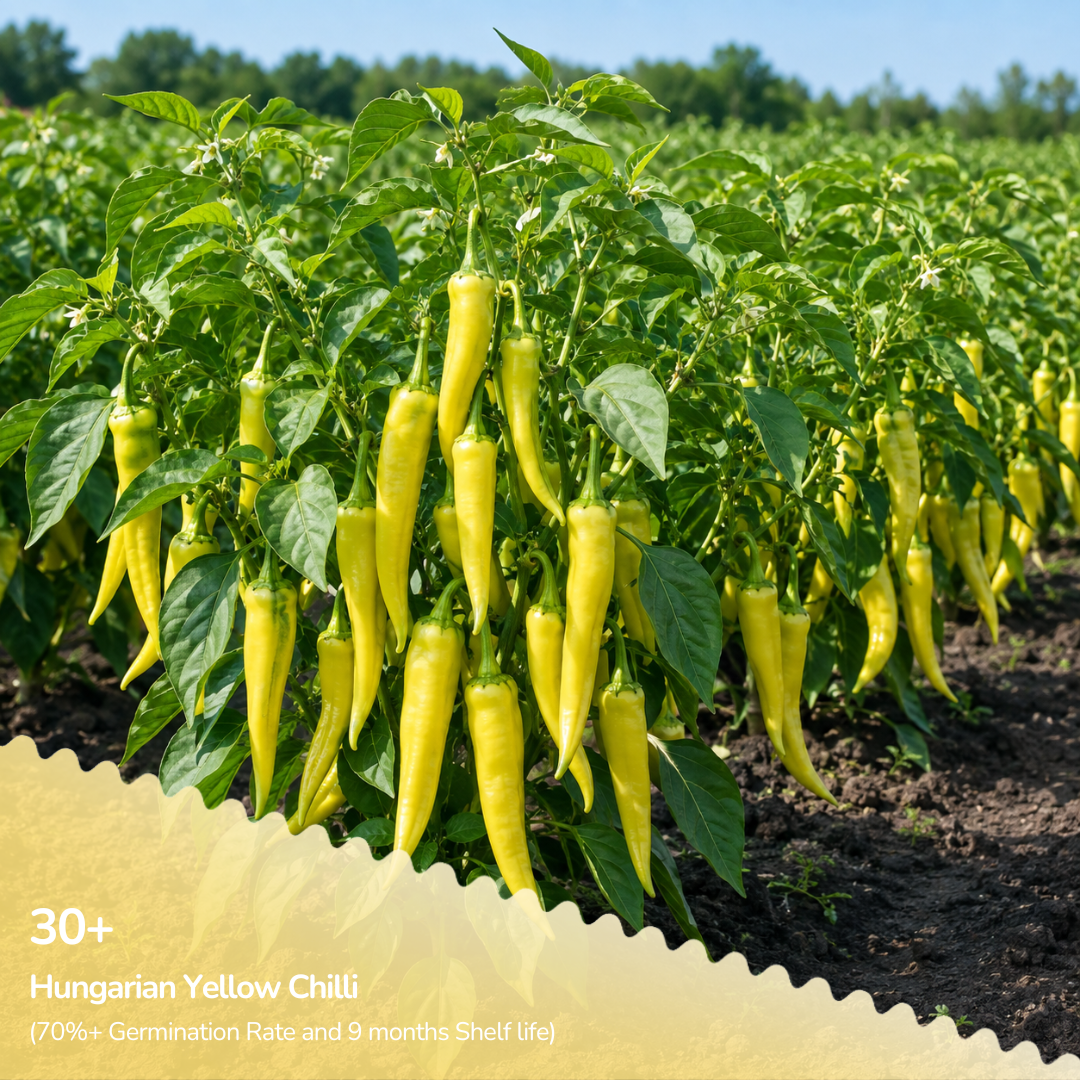 Organic Hungaraian Yellow Chilli Seeds