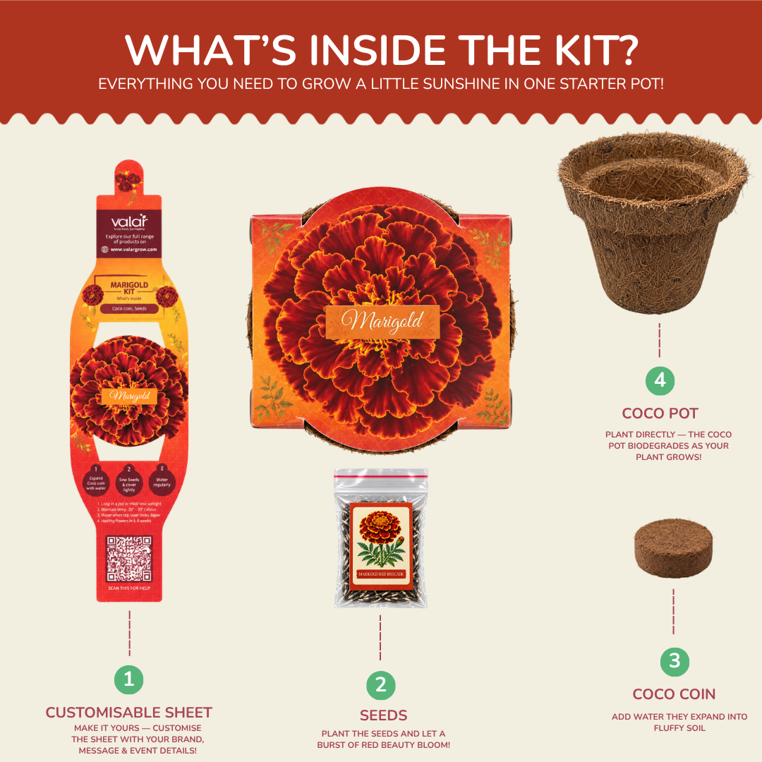 Marigold Red Brocade Seed Germination Kit | Eco-Friendly Corporate & Event Gifting Kit | Customisable