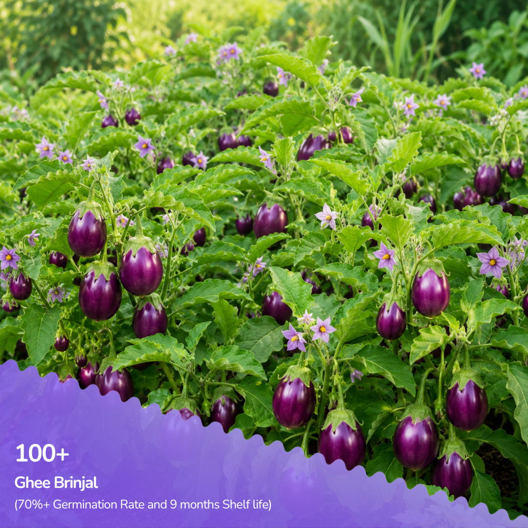 Organic Ghee Brinjal Seeds