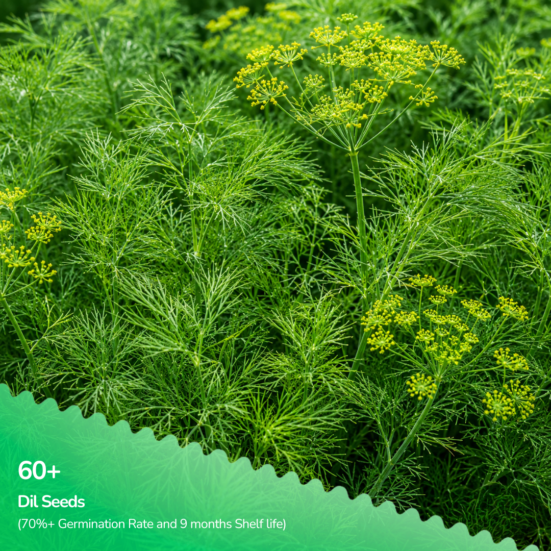 Organic Dill Seeds