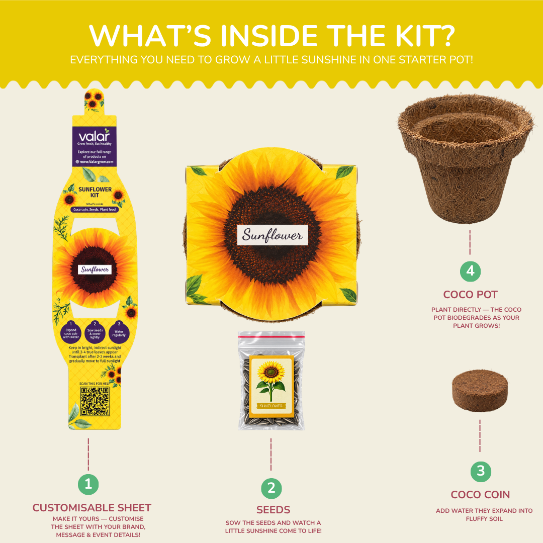 Sunflower Seed Germination Kit | Eco-Friendly Corporate & Event Gifting Kit | Customisable
