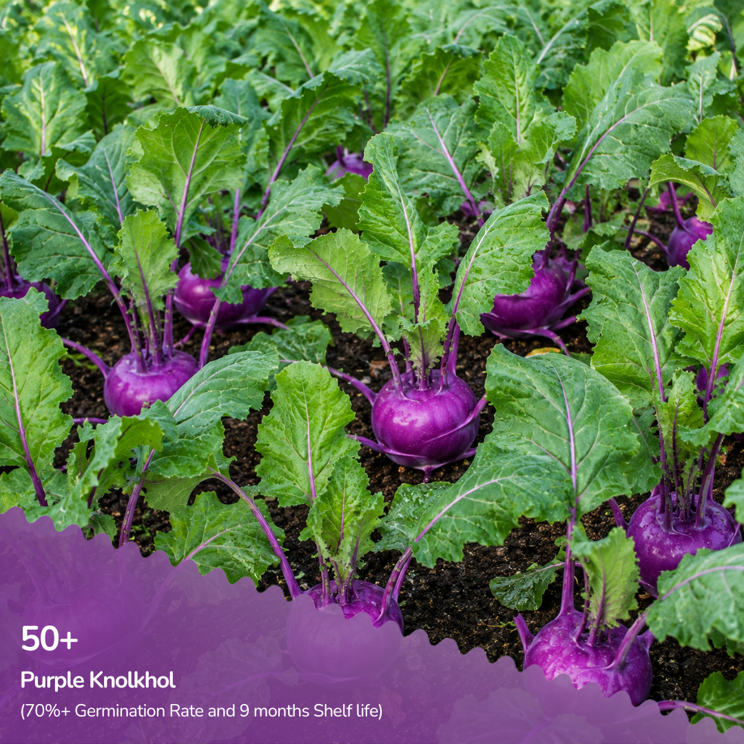 Organic Purple KnolKhol Seeds