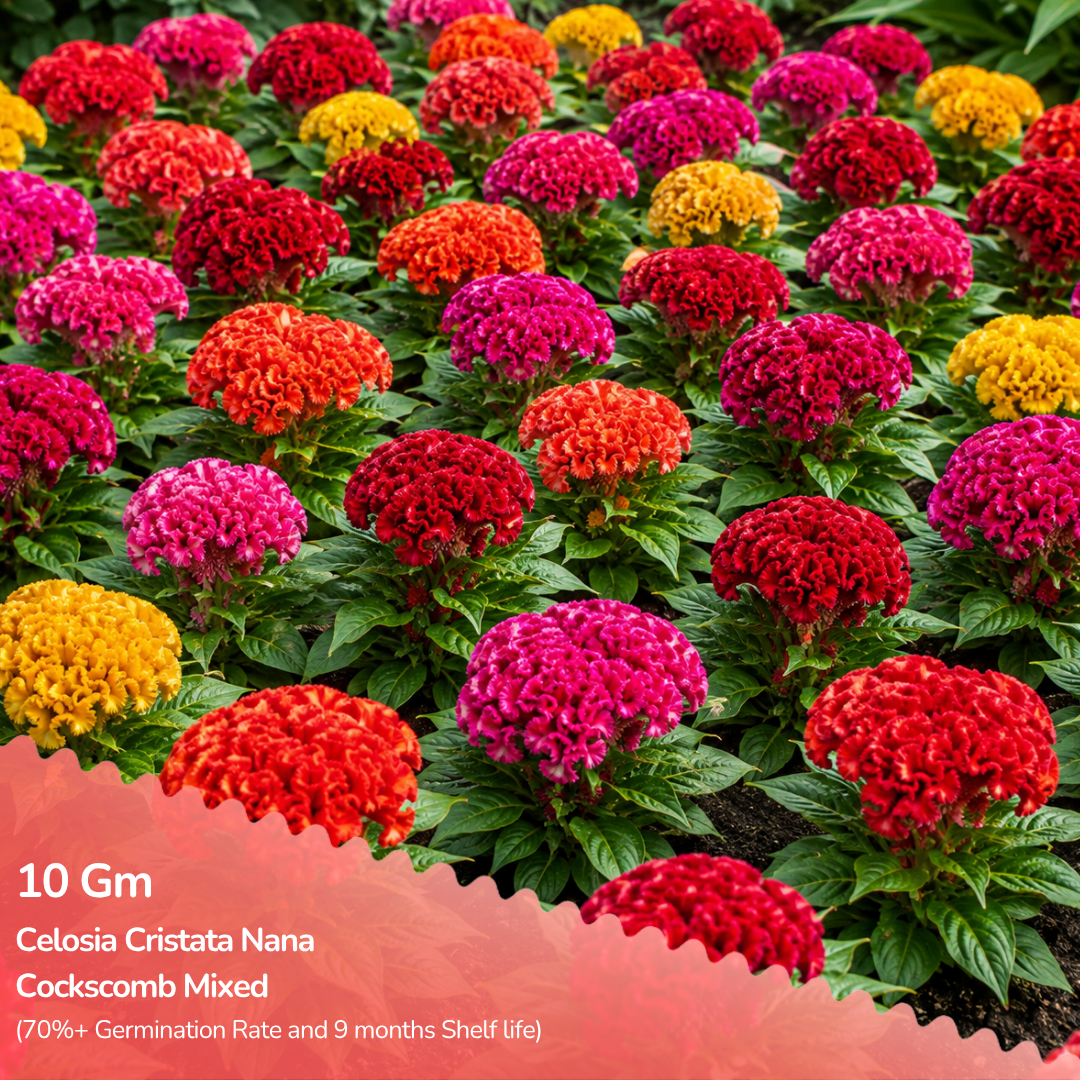 Celosia Cristata Nana Cockscomb Mixed Seeds
