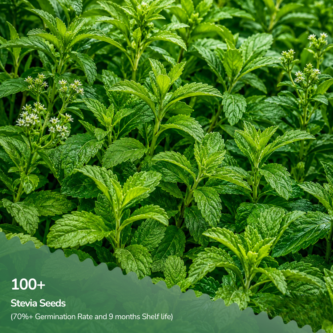 Organic Stevia Seeds