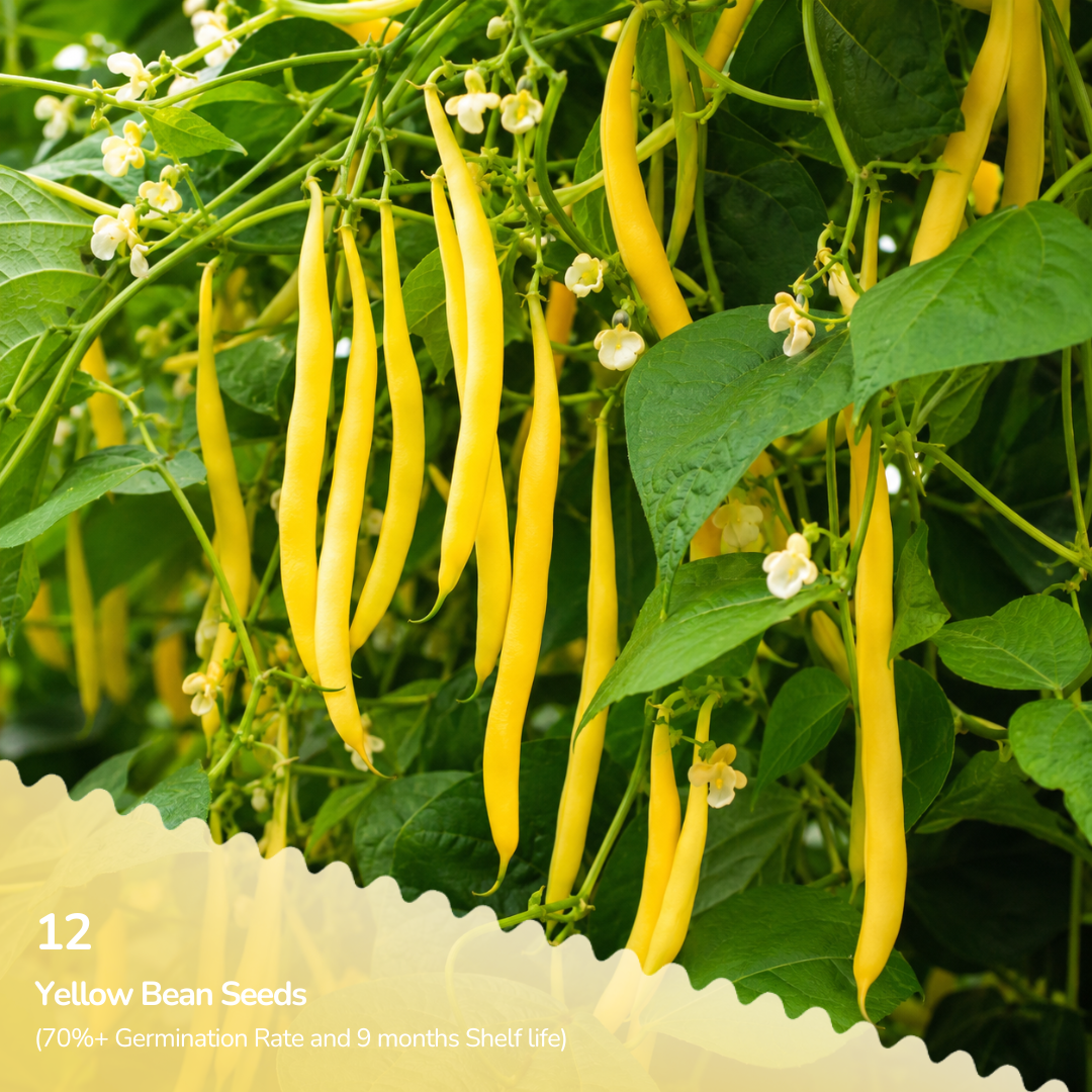 Organic Yellow Bean (Creeper) Seeds