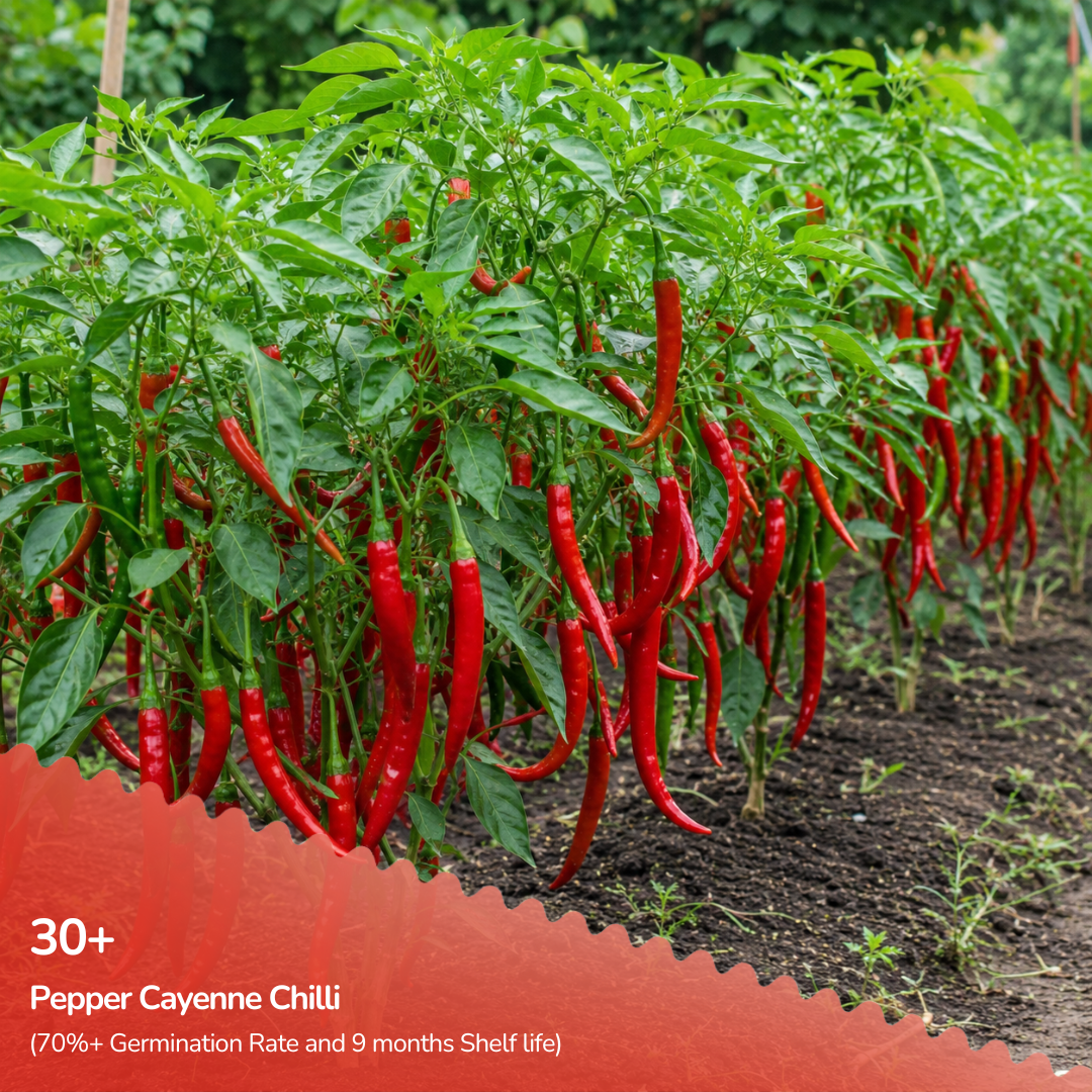 Organic Pepper Cayenne Chilli Seeds