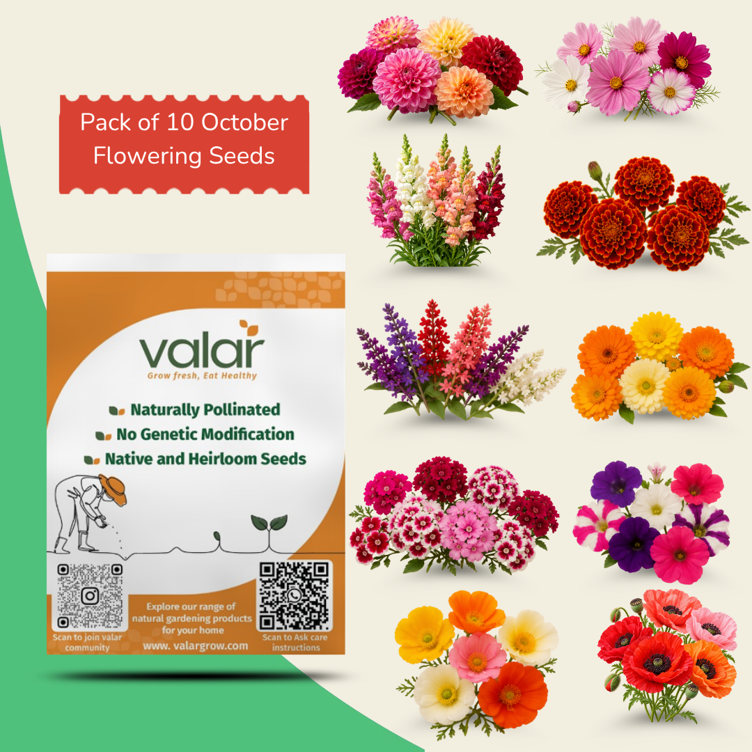 Pack of 10 October Flowering Seeds