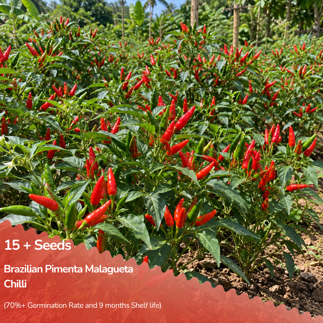 Brazilian Pimenta Malagueta Chilli Seeds