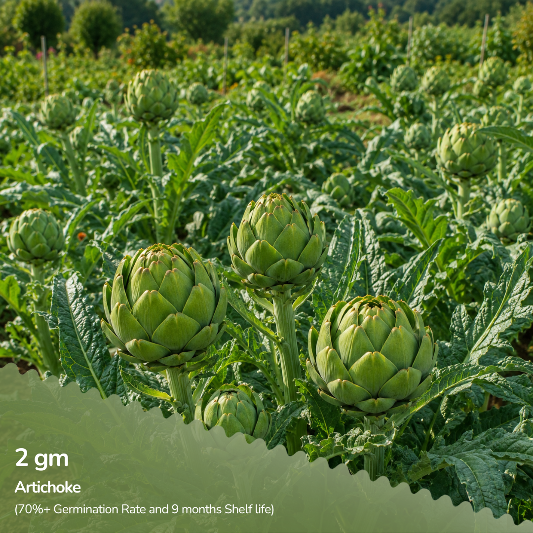 Organic Artichoke Seeds