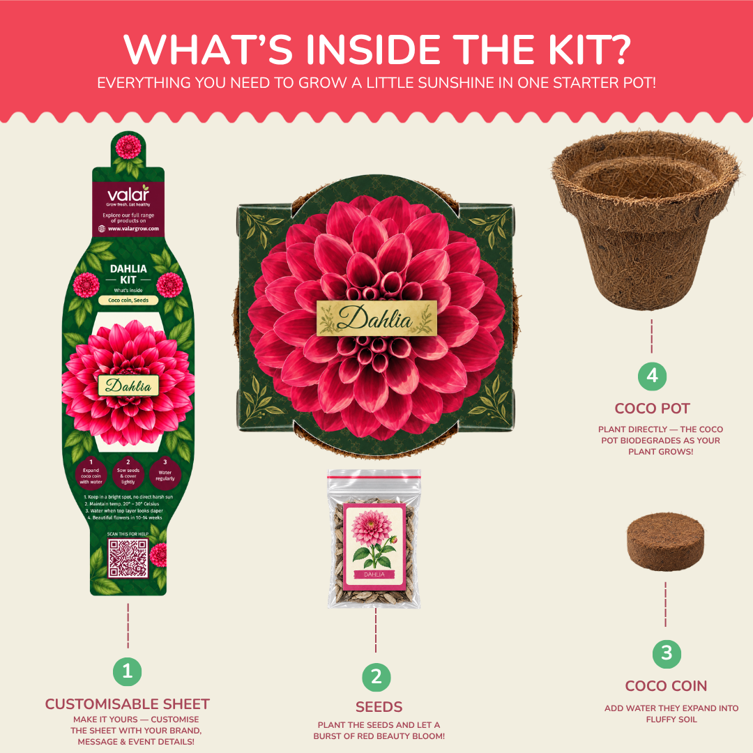Dahila Seed Germination Kit | Eco-Friendly Corporate & Event Gifting Kit | Customisable
