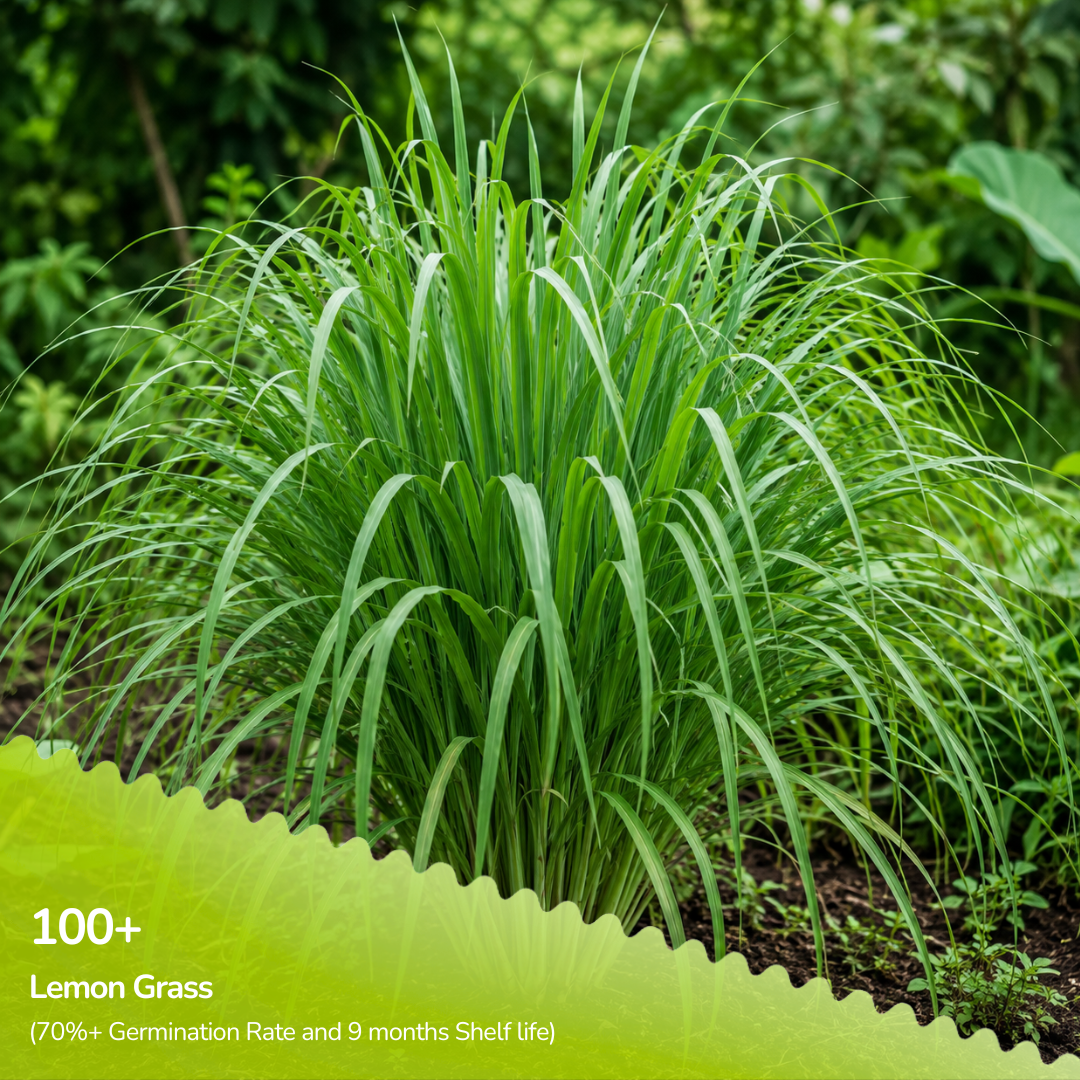 Organic Lemon Grass Seeds