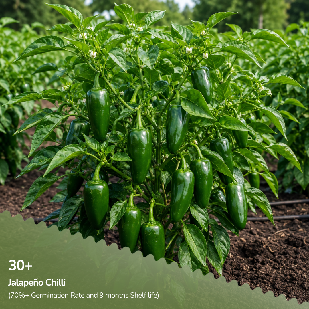 Organic Jalapeño Chilli Seeds