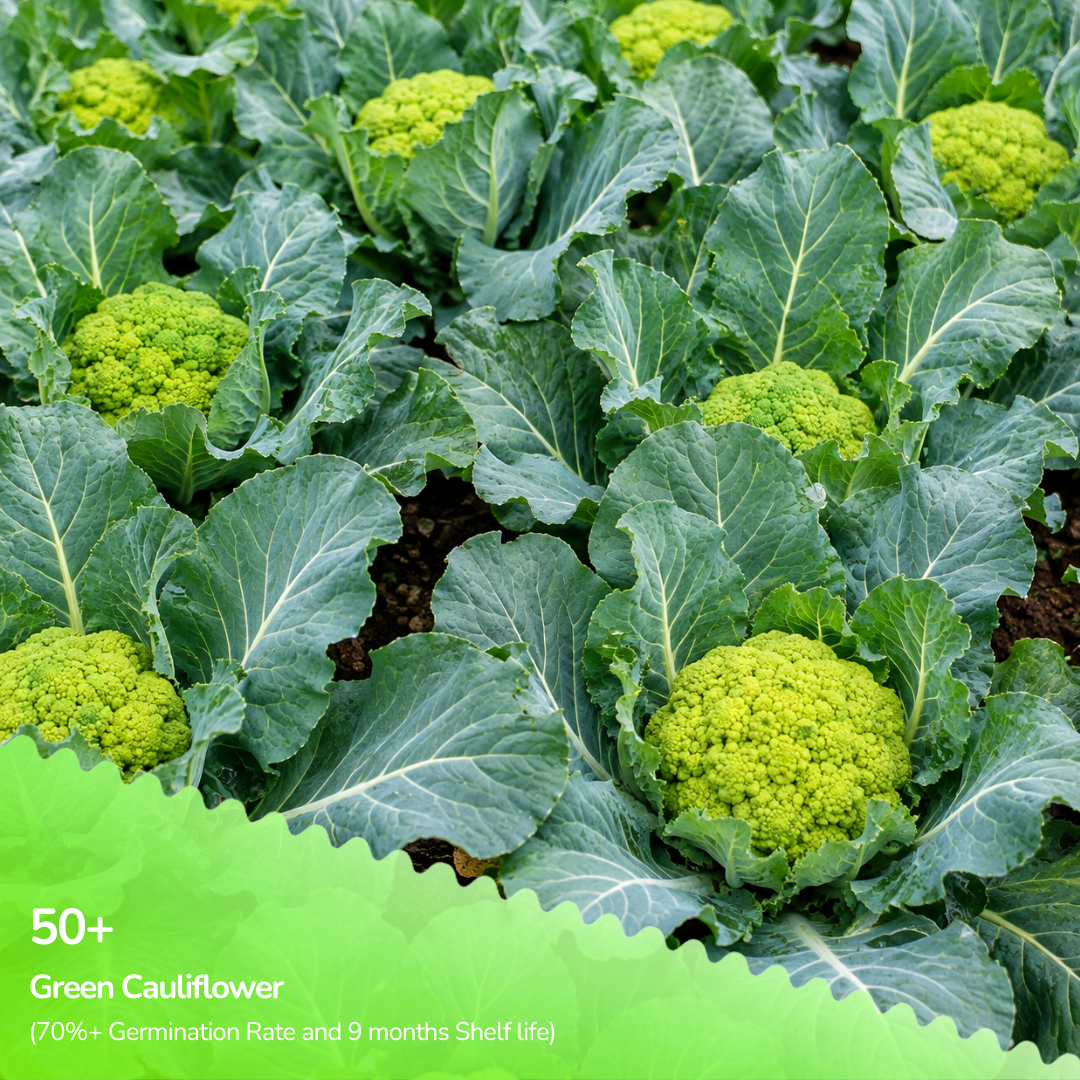 Organic Green Cauliflower Seeds