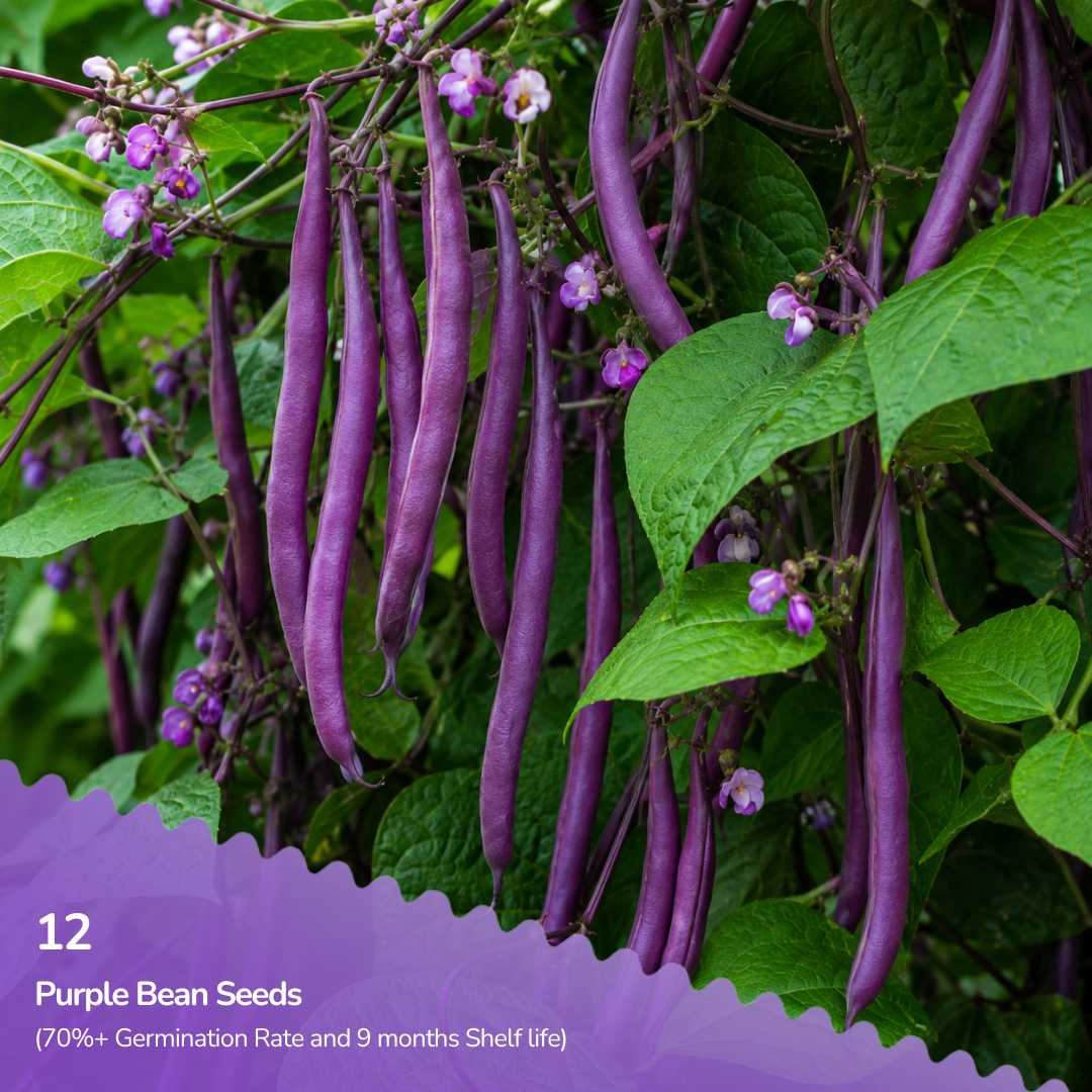 Organic Purple Bean (Creeper) Seeds