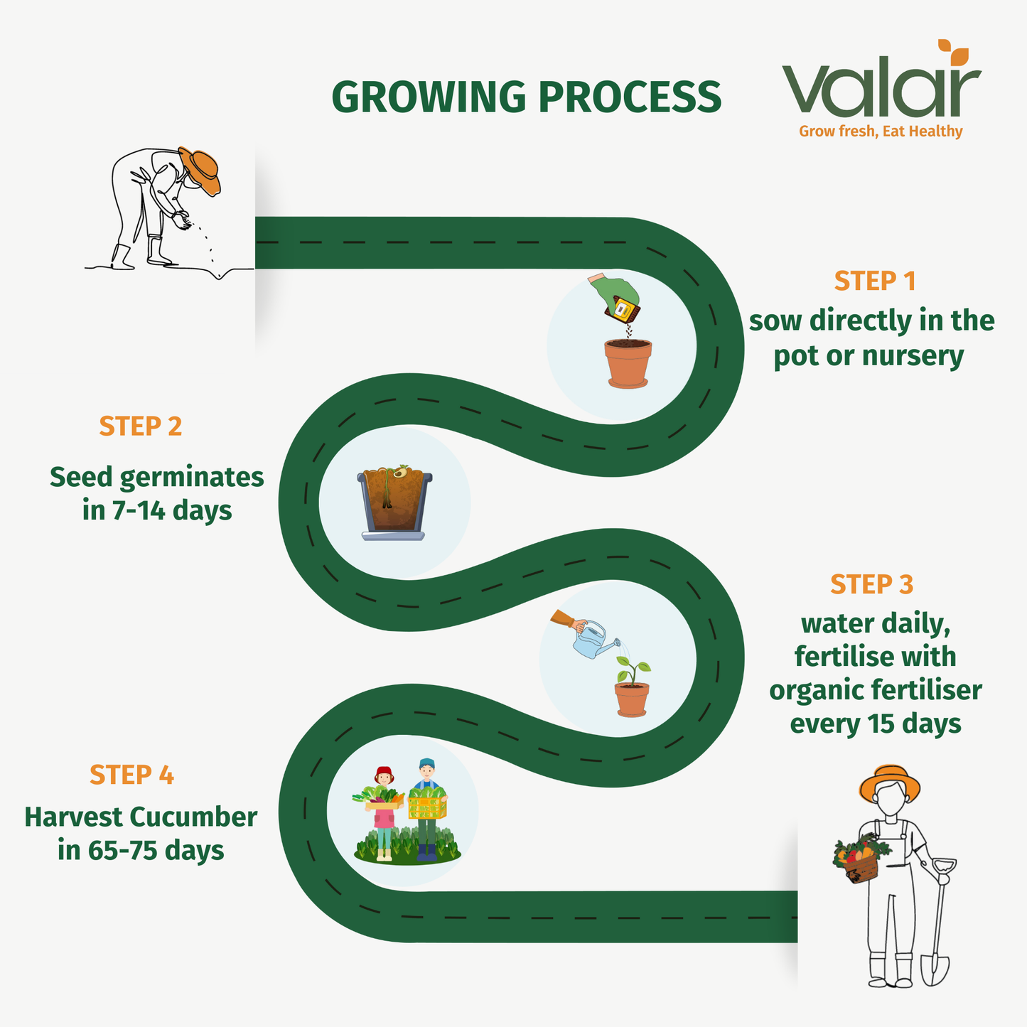 Valar Cucumber Seeds 🥒 | Non-GMO, Cool & Crisp | Raita-Ready in 50 Days!