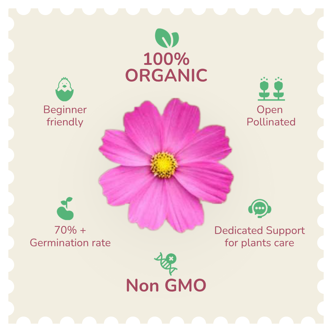 Organic Cosmos Mixed Seeds