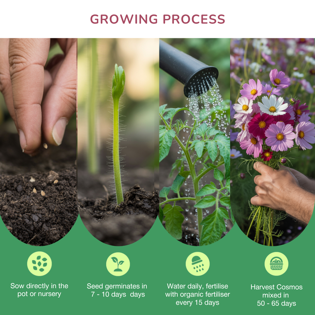Cosmos Bloom Spell Seed Kit | Eco-Friendly Corporate & Event Gifting Kit | Customisable