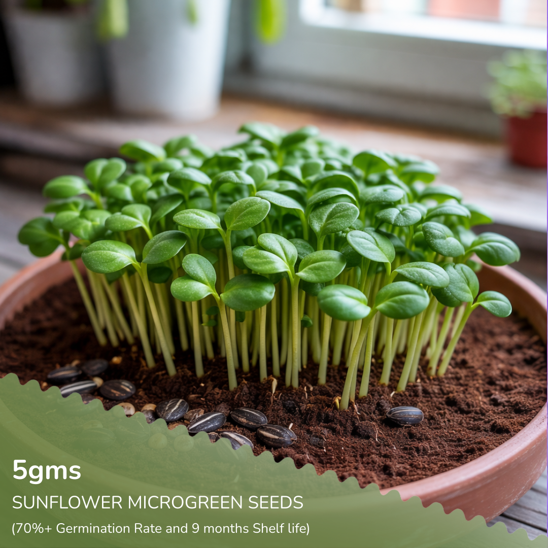 Sunflower Microgreen Seeds