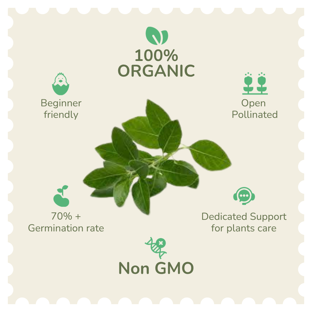 Organic Ashwagandha Seeds