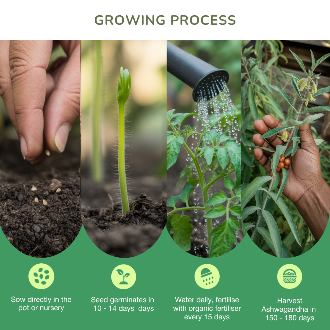 Organic Ashwagandha Seeds