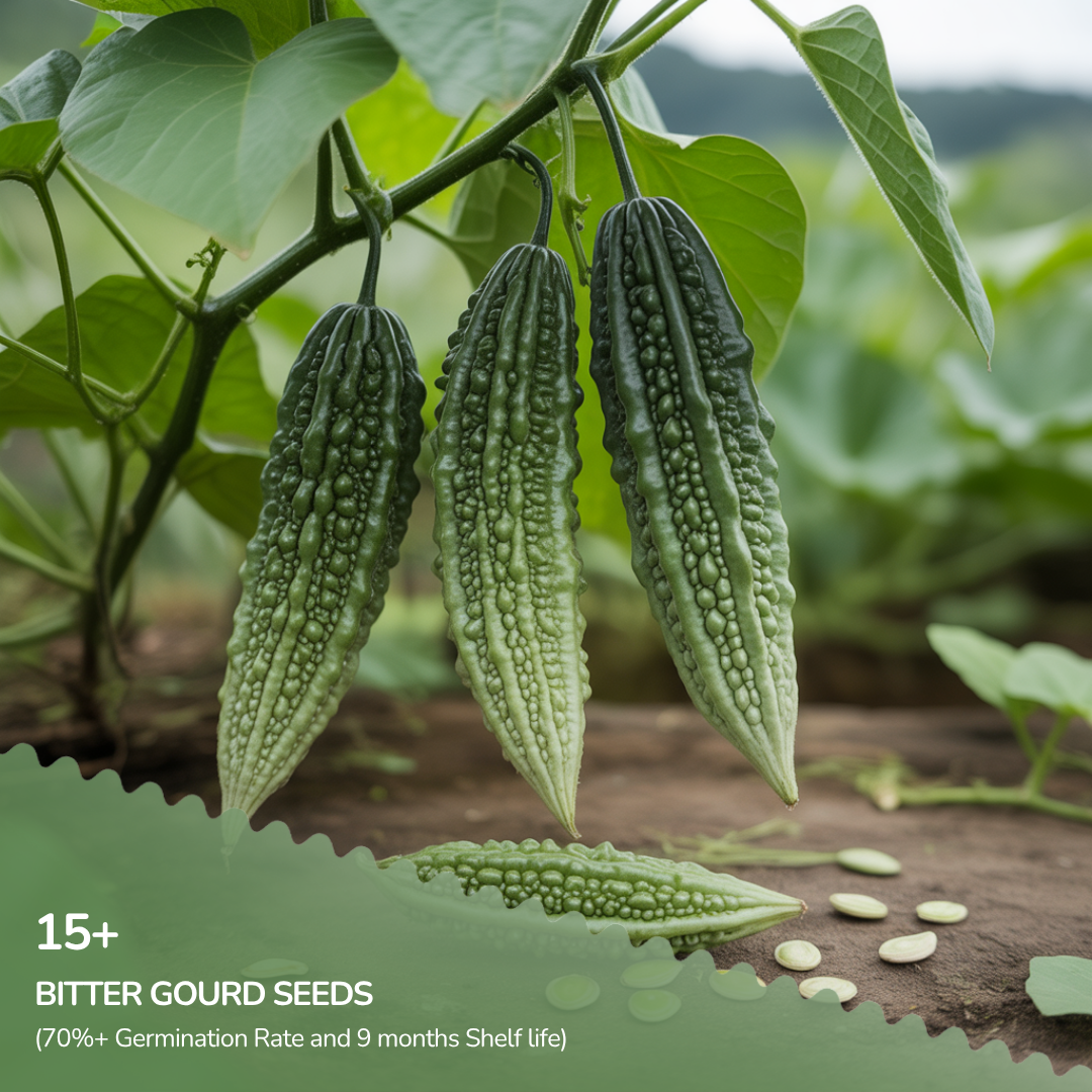 Organic Bitter Gourd Seeds