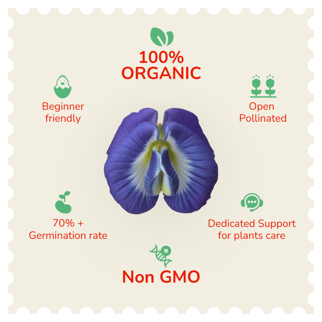organic butterfly pea flower seeds Valar Aparajita (Blue Pea) Flower Seeds | Butterfly Pea Seeds for Home Garden