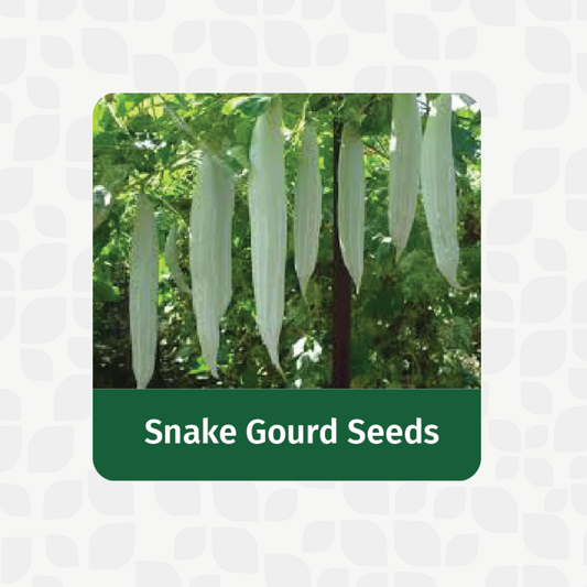 Valar Snake Gourd 🌿 | Non-GMO, Curved Superfood | Ayurvedic Digestive Aid
