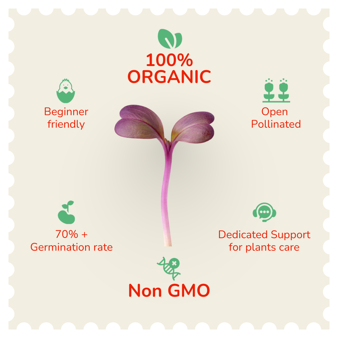 Red cabbage Microgreen Seeds