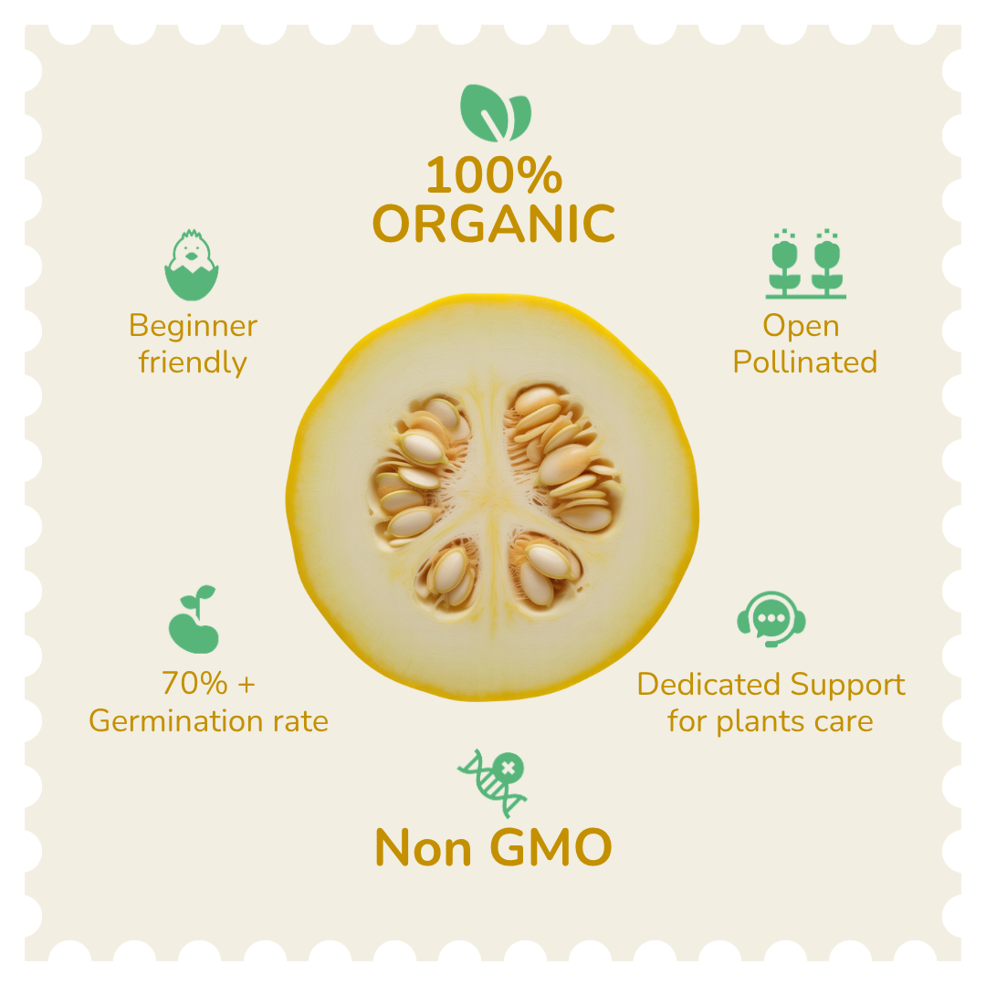 Organic Zucchini Yellow Seeds