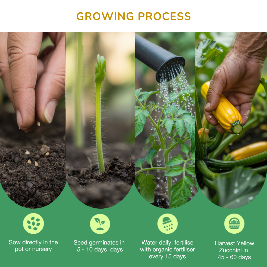 Organic Zucchini Yellow Seeds