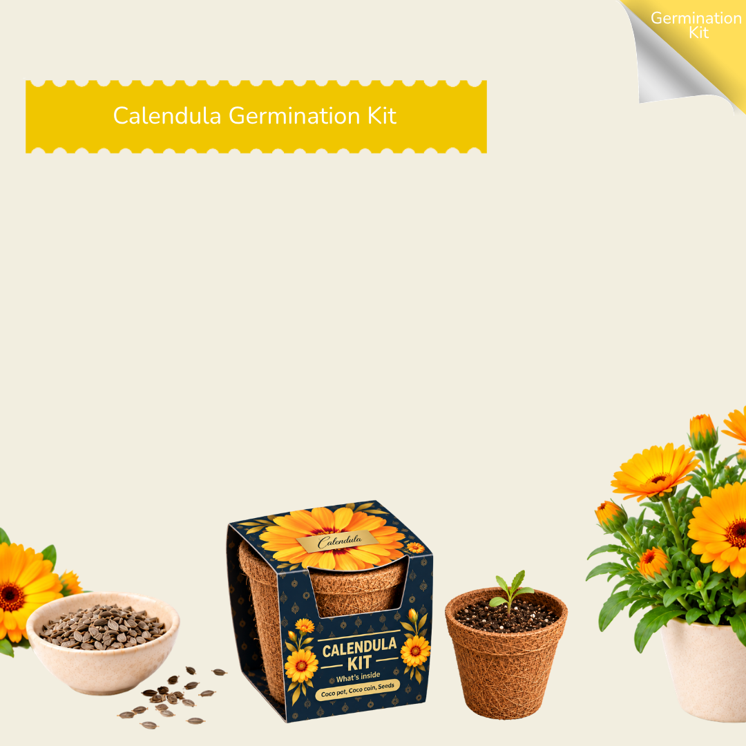 Calendula Seed Germination Kit | Eco-Friendly Corporate & Event Gifting Kit | Customisable