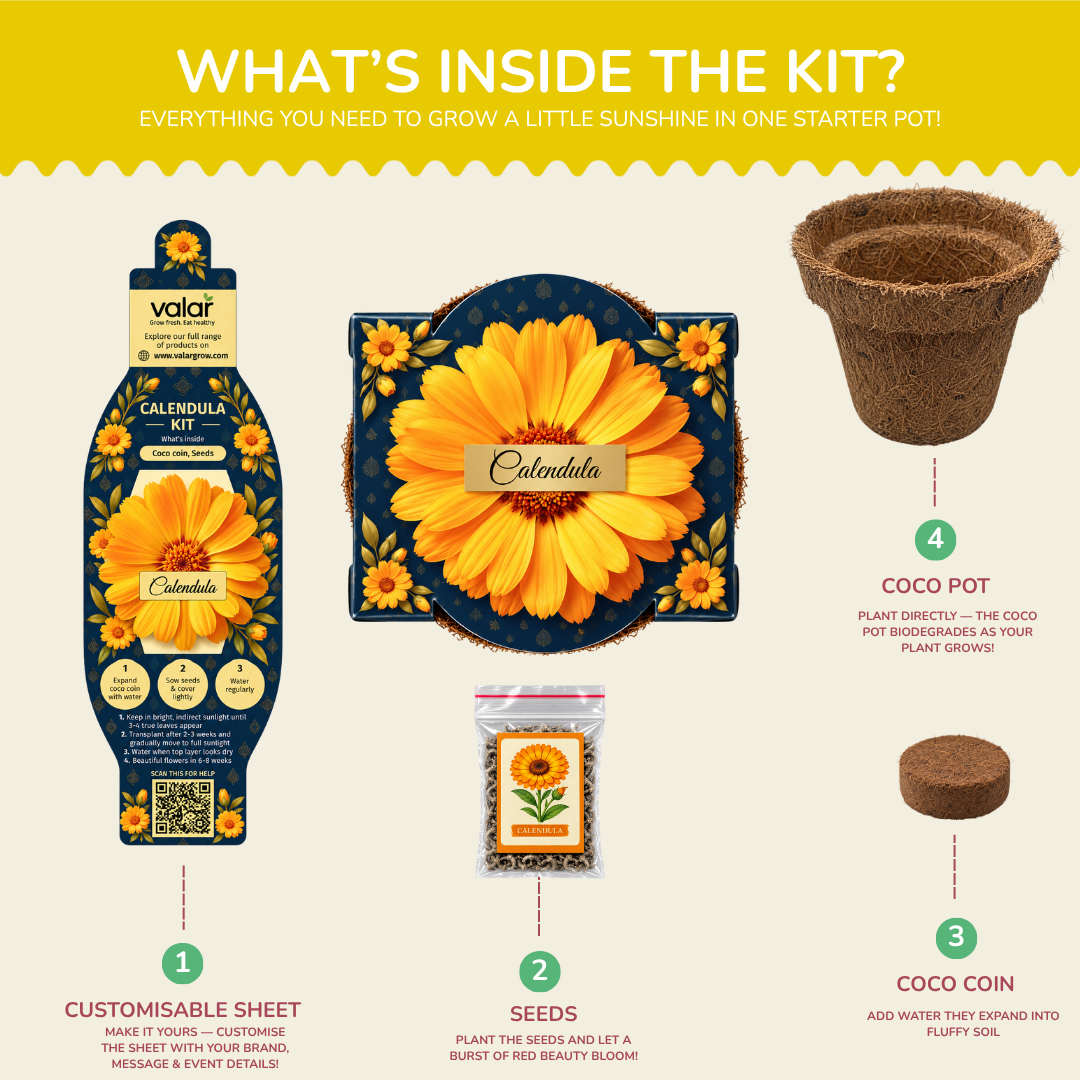 Calendula Seed Germination Kit | Eco-Friendly Corporate & Event Gifting Kit | Customisable