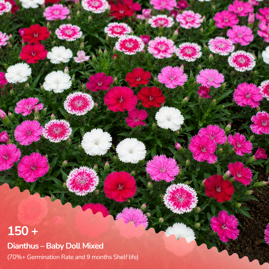 Dianthus Chinensis Baby Doll Mixed Seeds