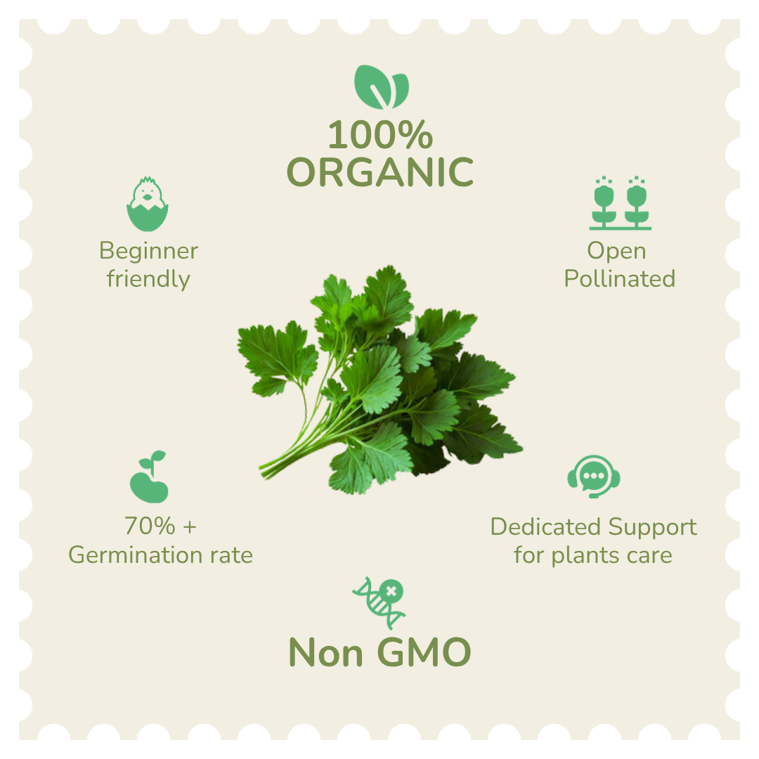 Organic Coriander Seeds