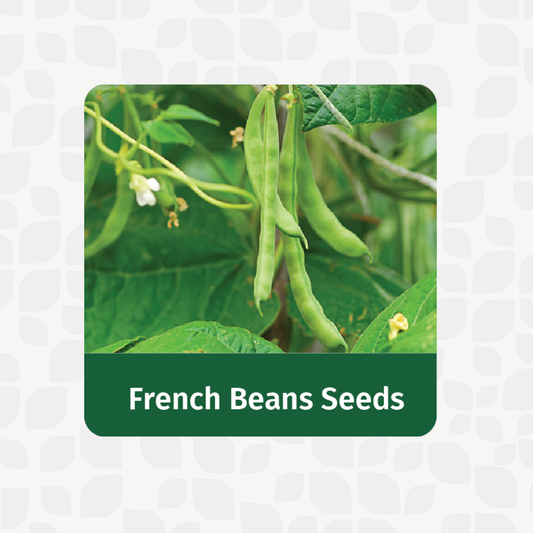 Valar Bush French Beans 🌱 | Non-GMO, Open-Pollinated Seeds | Compact, High-Yield Pods for Urban Gardens