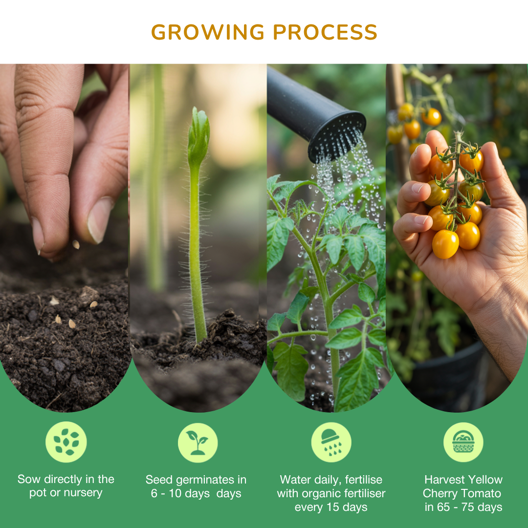 Organic Yellow Cherry Tomato Seeds