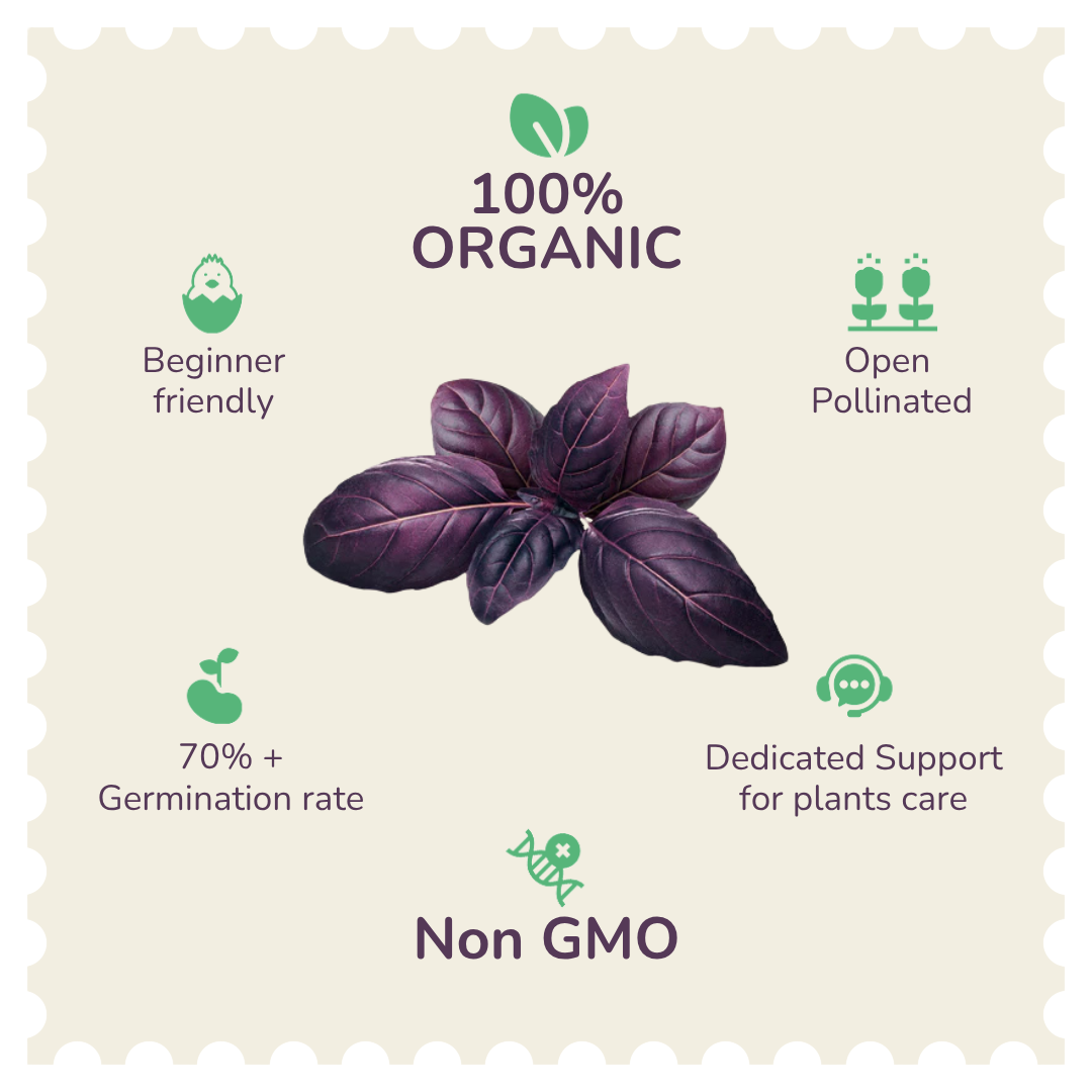 Organic Purple Basil Seeds
