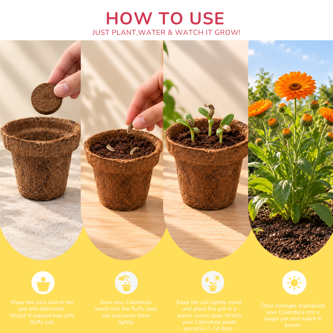 Calendula Seed Germination Kit | Eco-Friendly Corporate & Event Gifting Kit | Customisable