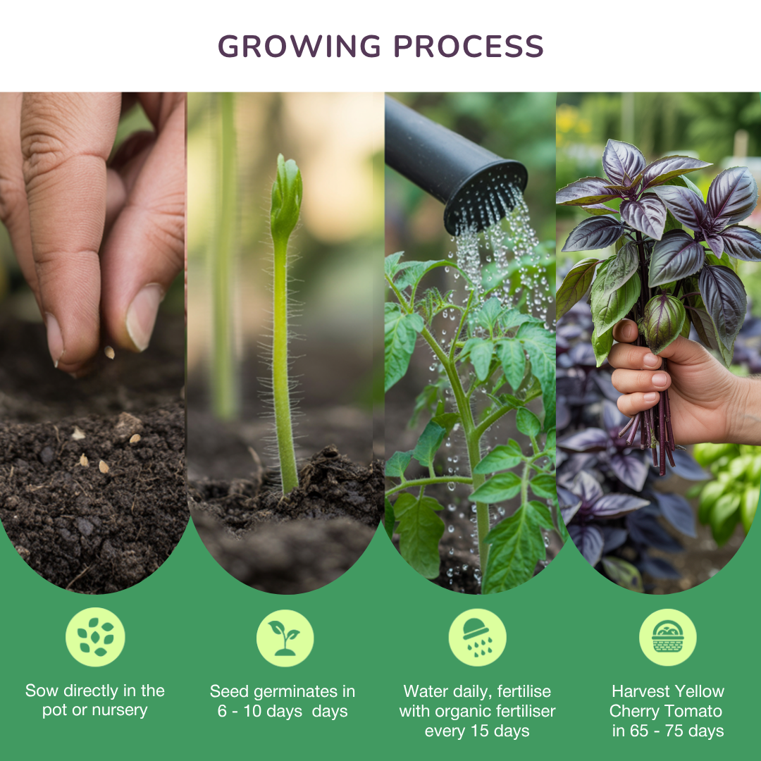 Organic Purple Basil Seeds