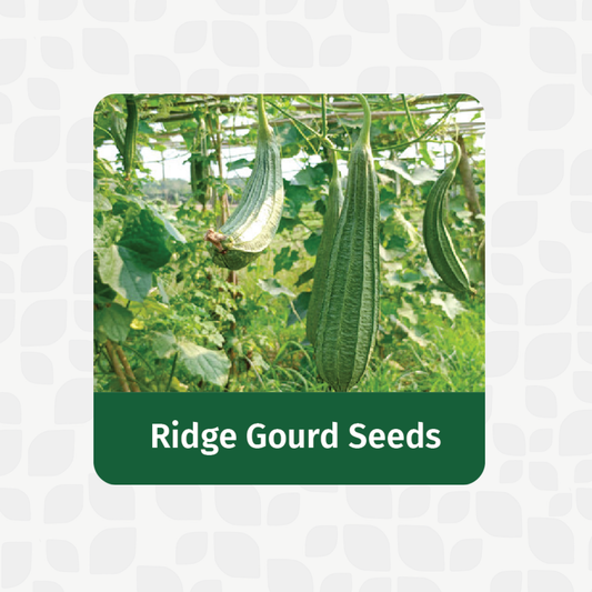 Valar Ridge Gourd Seeds 🥒 | Non-GMO, Monsoon Marvel | Detox & Digestion Hero