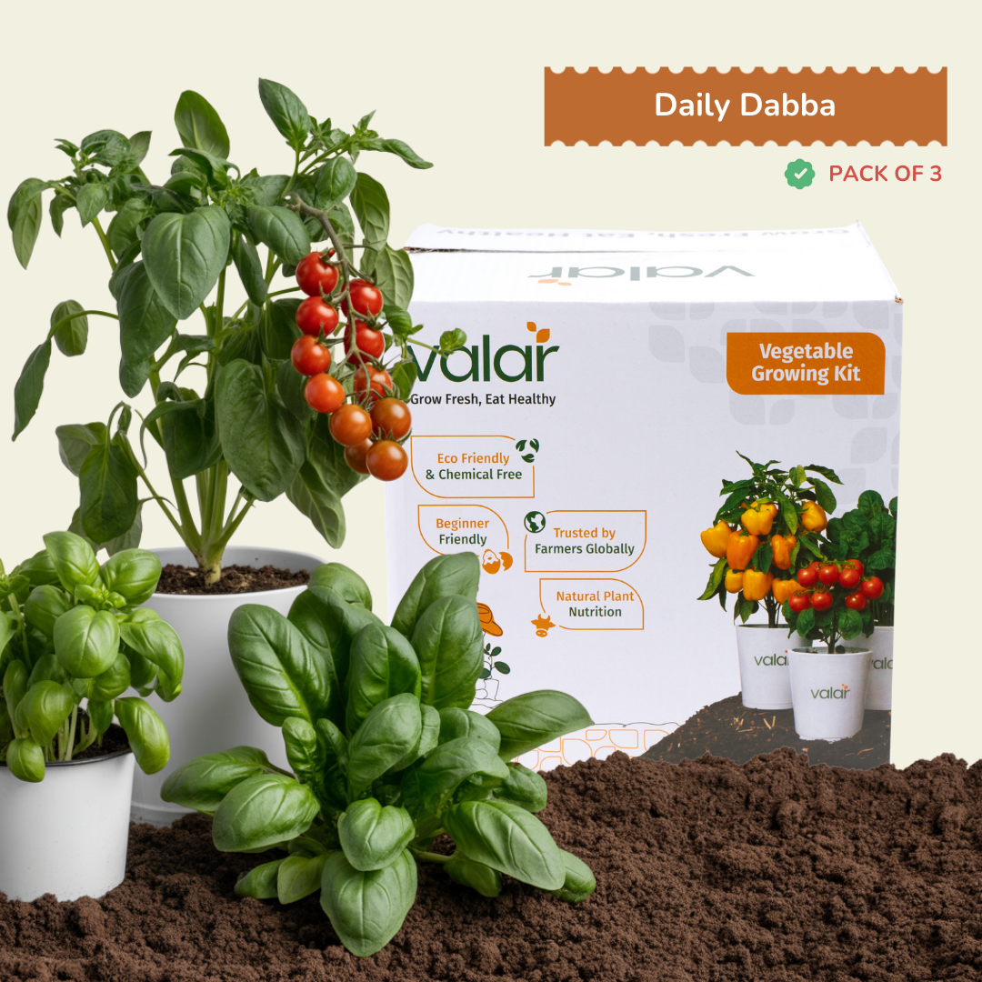 🌿  Daily Dabba Essentials Kit