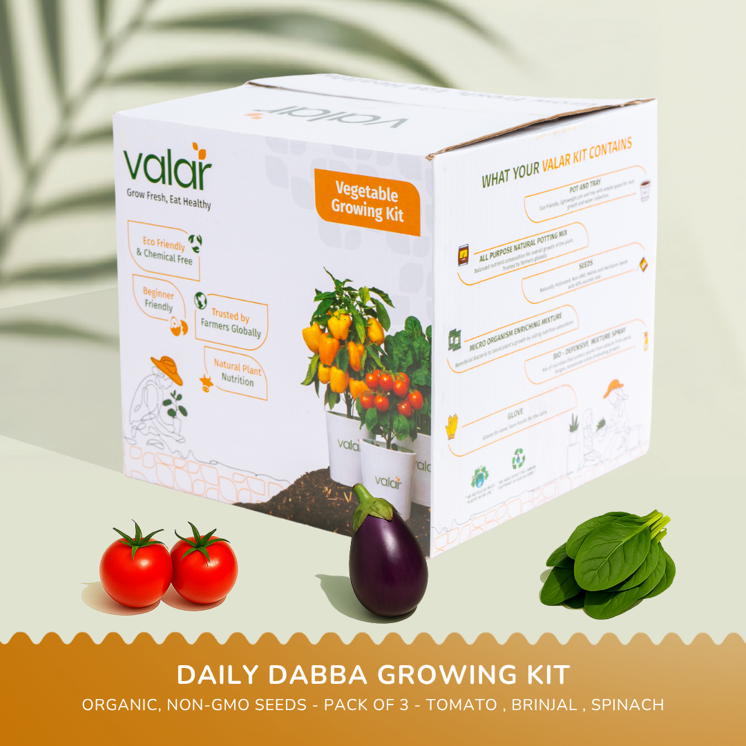 🌿  Daily Dabba Essentials Kit
