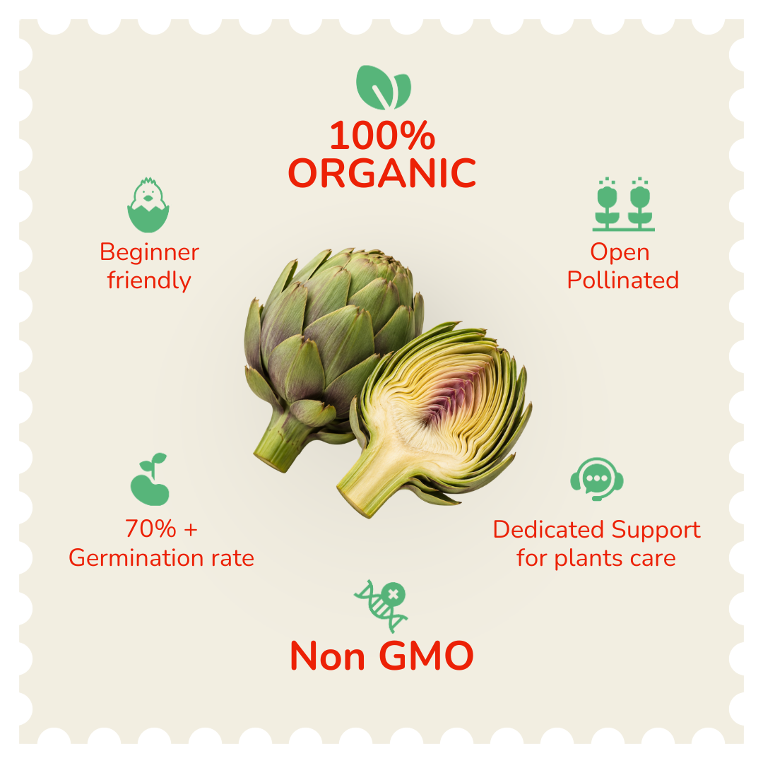 Organic Artichoke Seeds